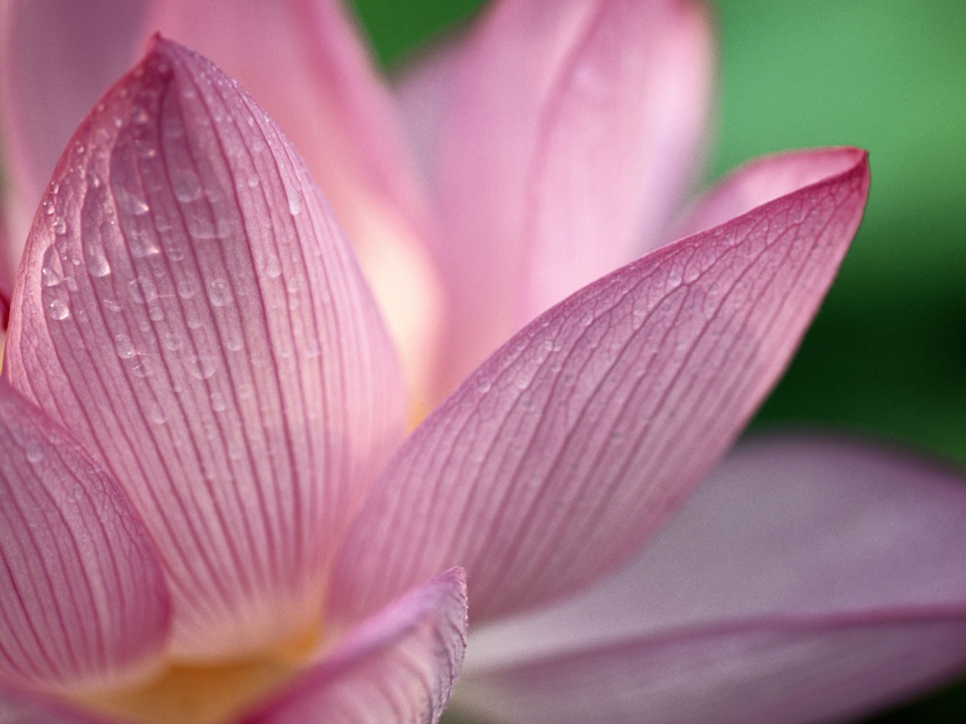 Лепестки цветов обои