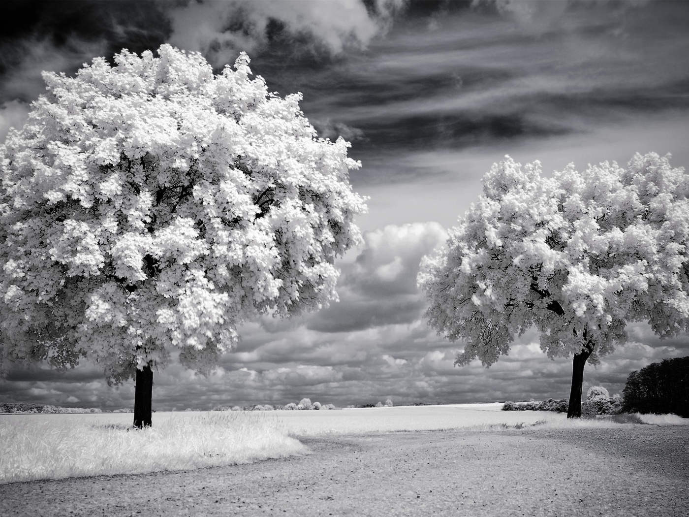 Деревья в цвету обои
