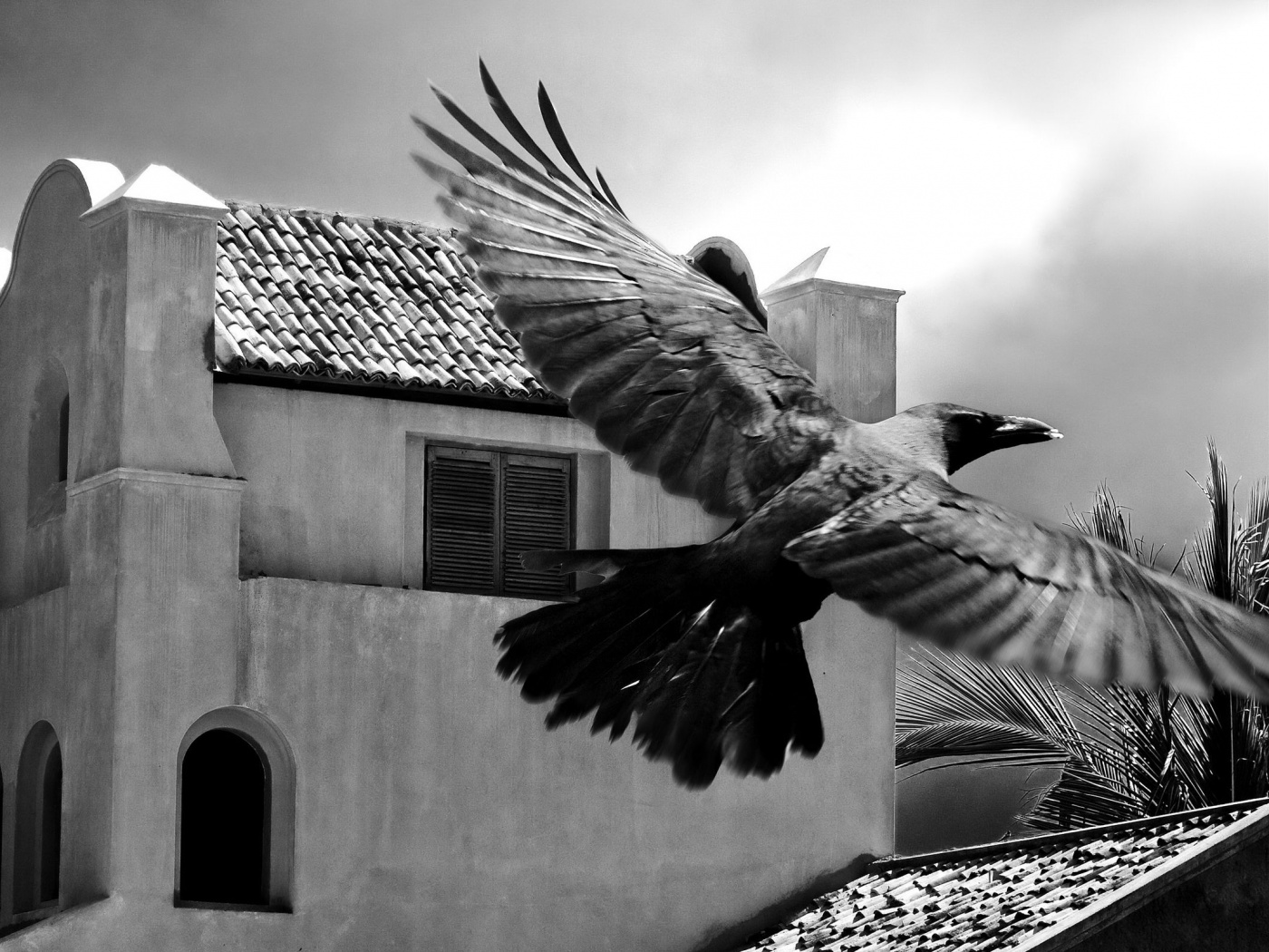 Полёт ворона обои