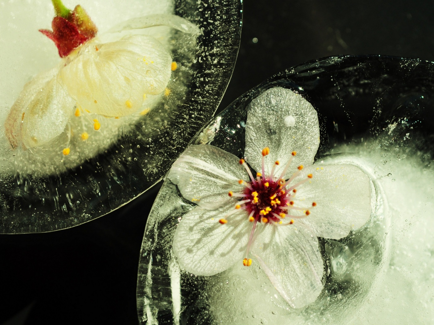 Цветы вишни во льду обои