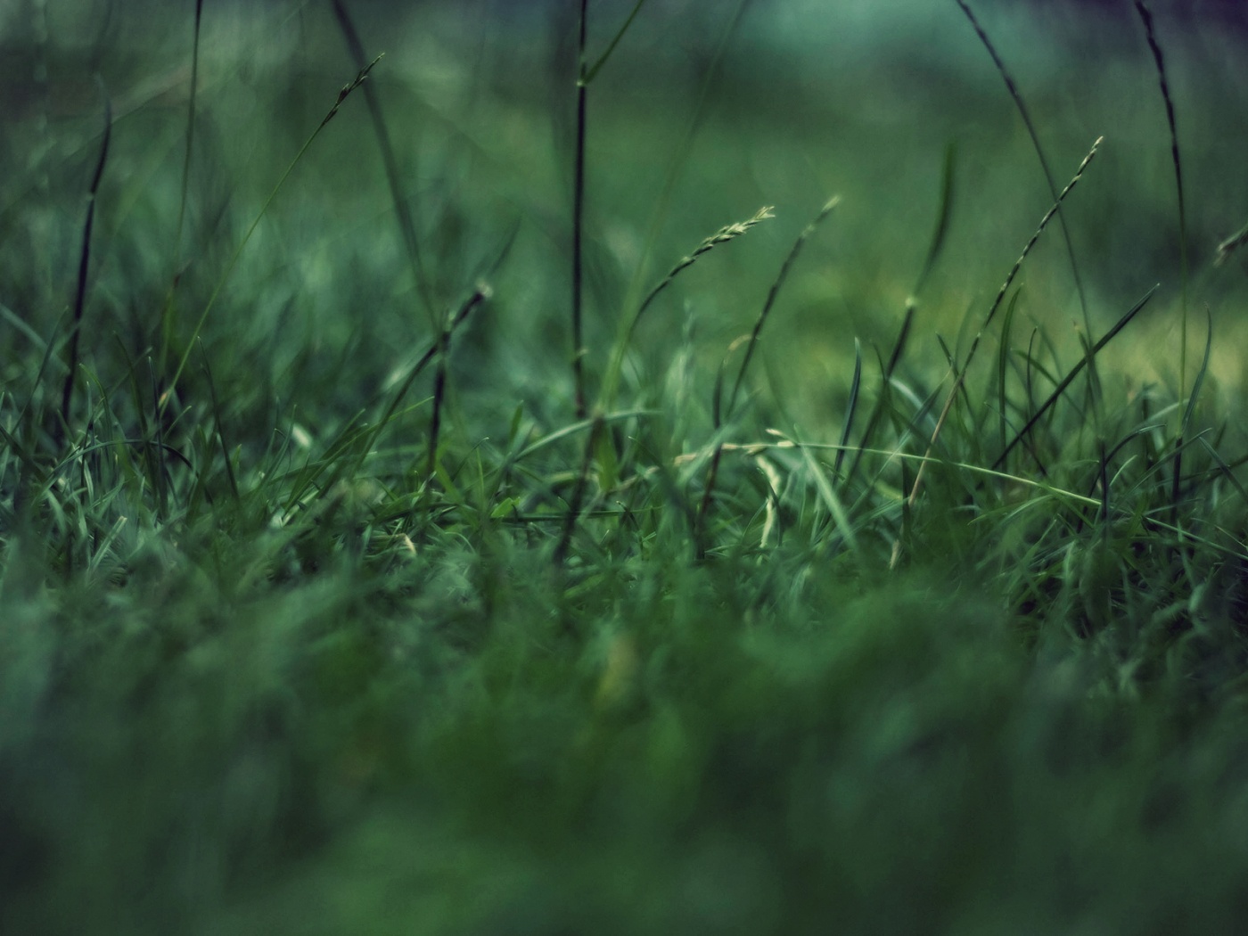 Трава в макро режиме обои