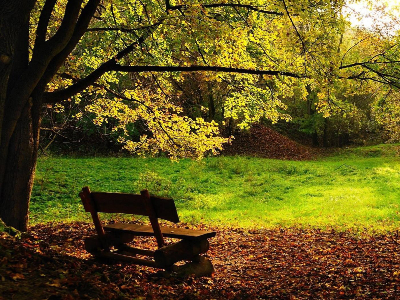 Скамейка под деревом обои