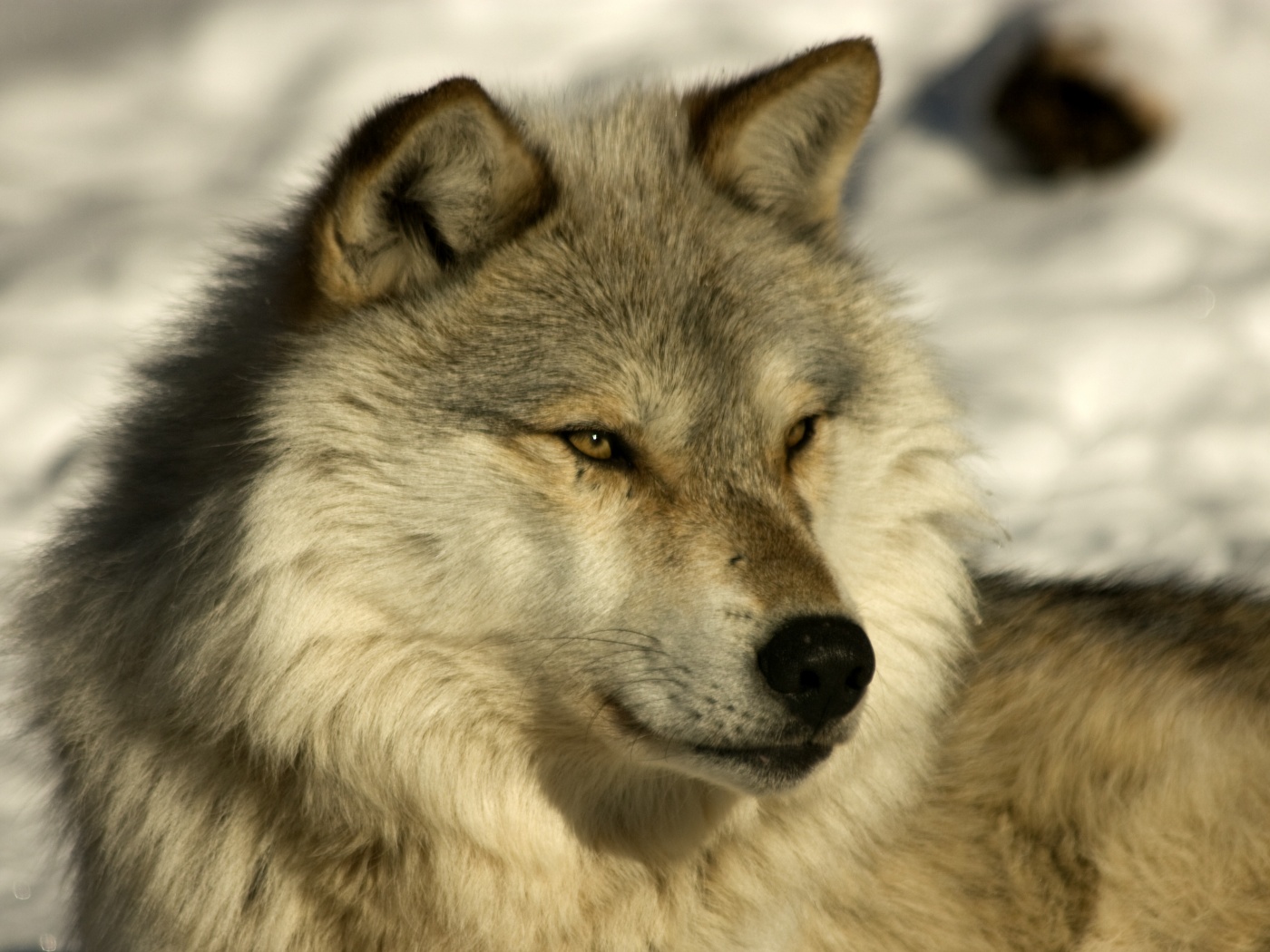 Лайка на снегу обои