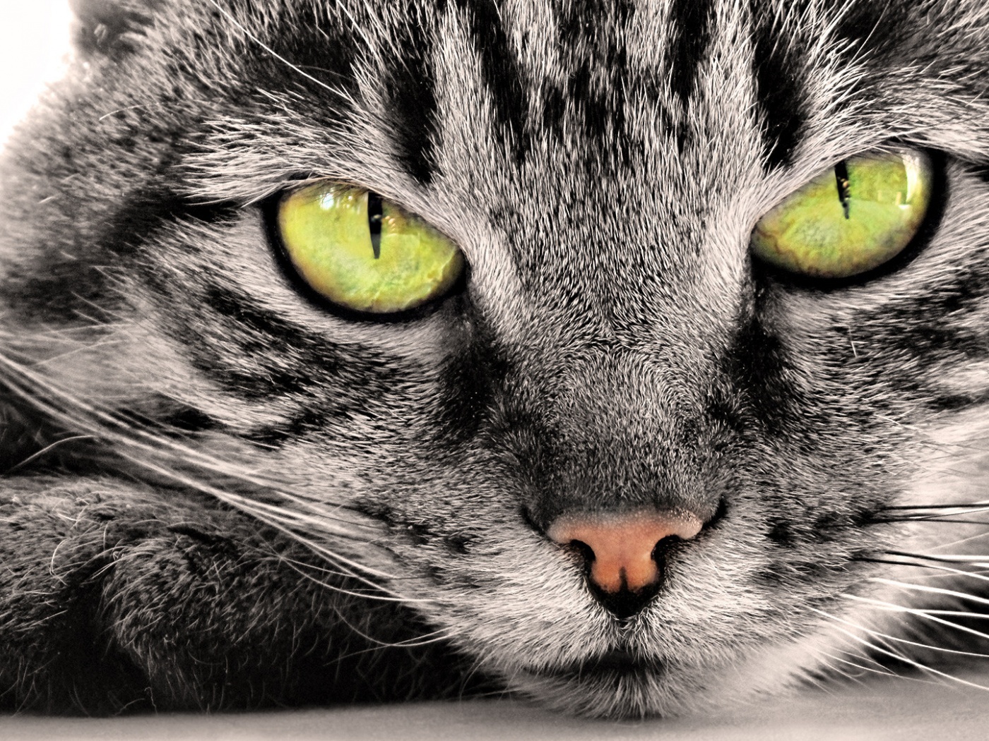 Пристальный кошачий взгляд обои