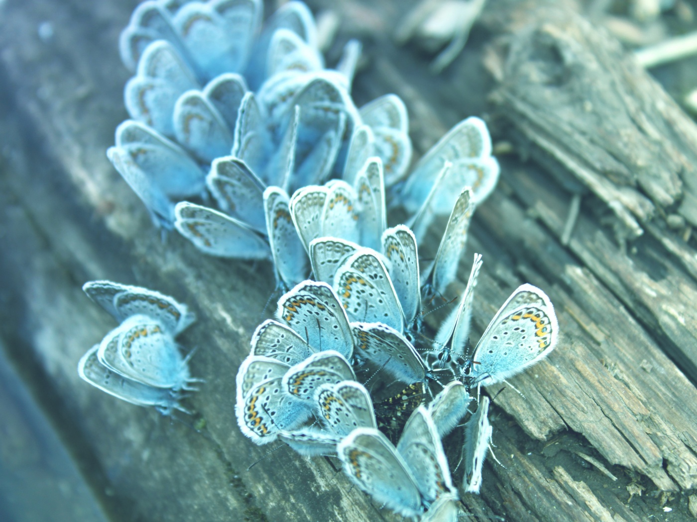 Голубые бабочки обои