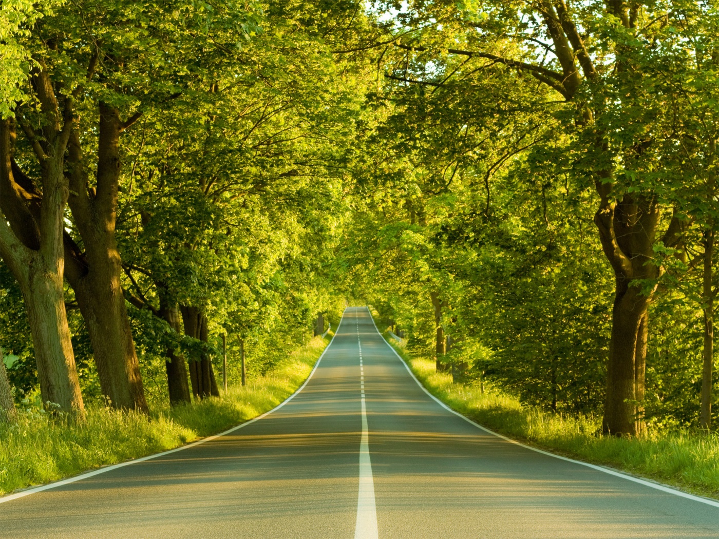 Под горку и в лес обои