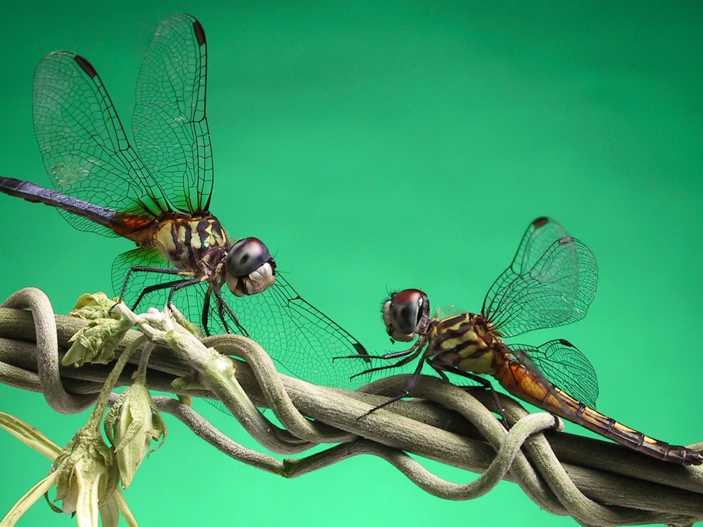 Две стрекозы обои