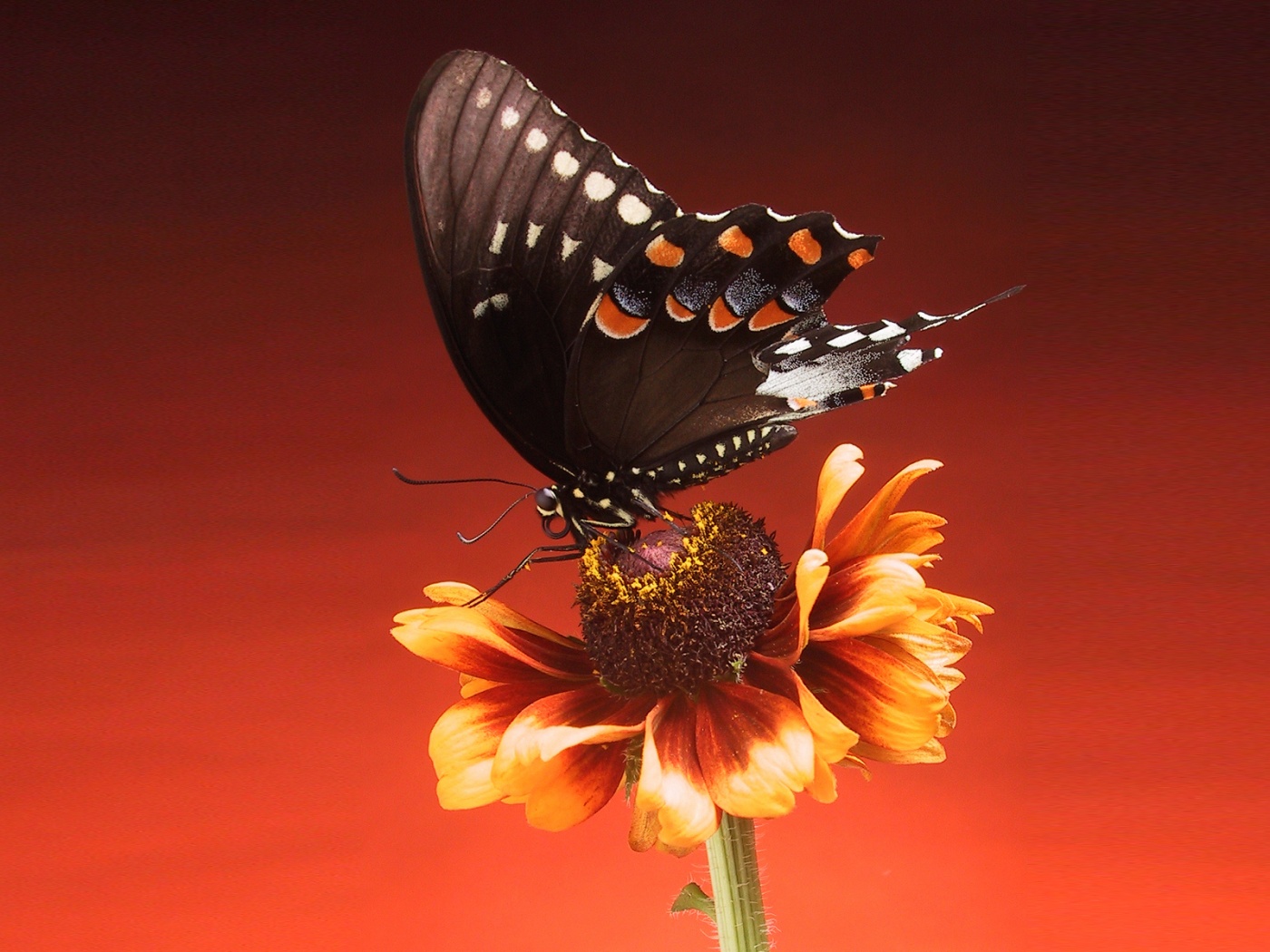 Бабочка на цветке обои