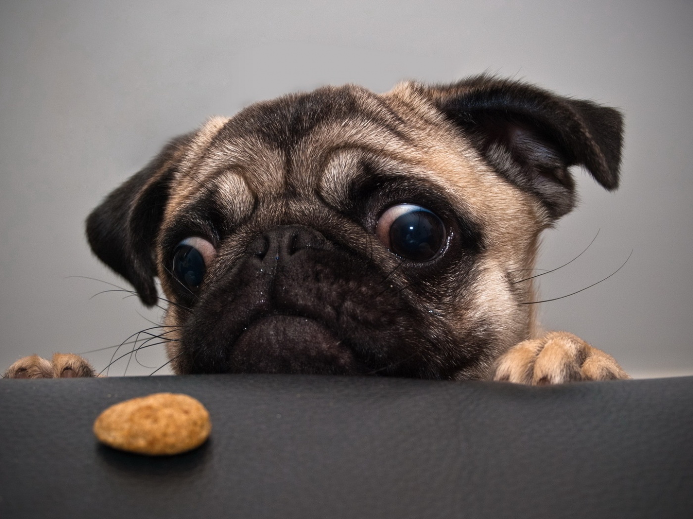 Собака нашла печеньку обои