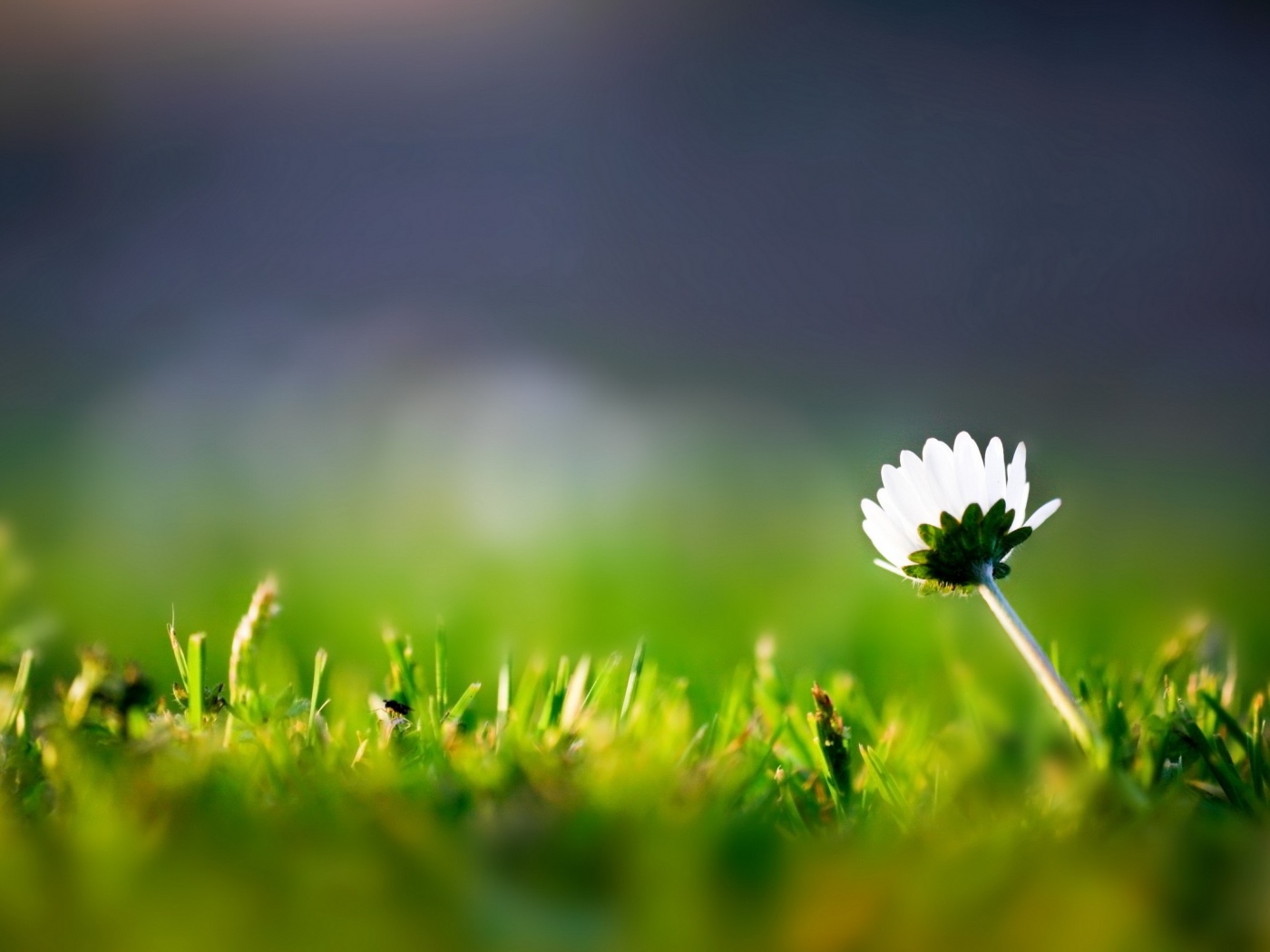Цветок на траве обои