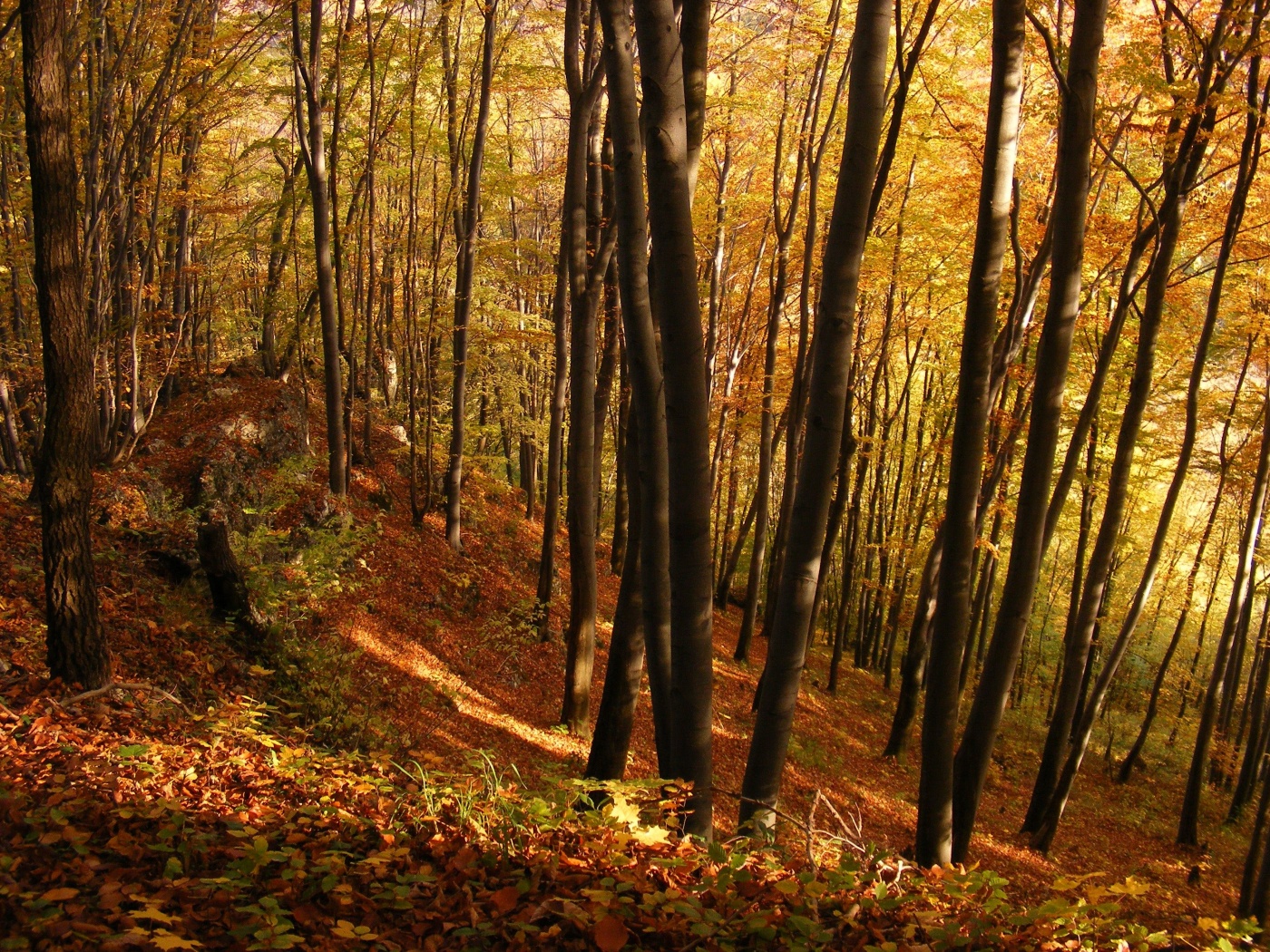 Осенний лес обои