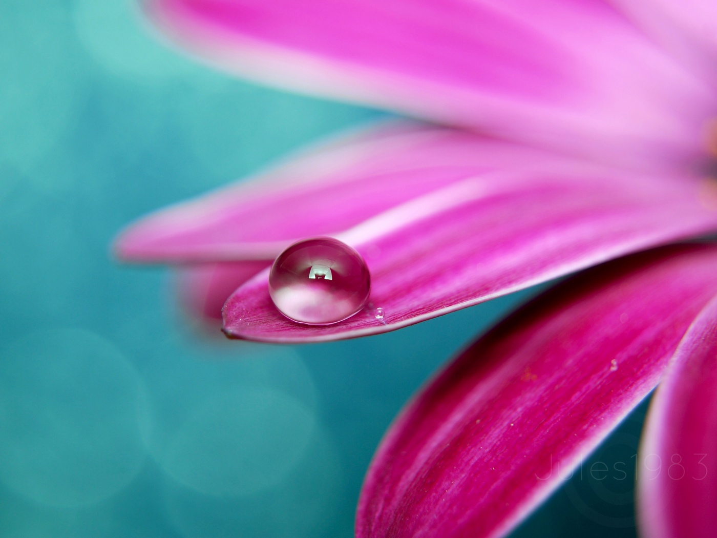 Капля на лепестке обои