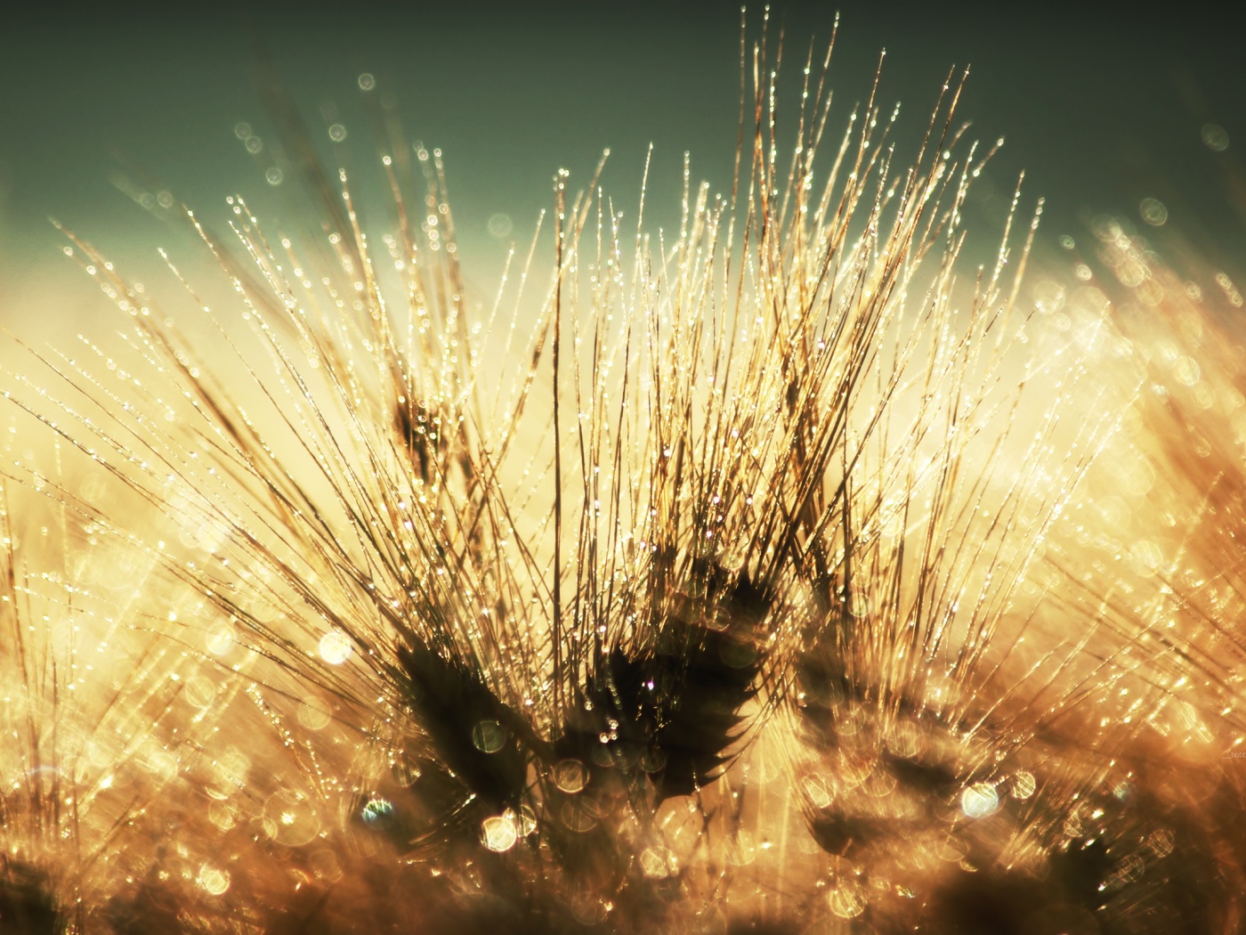 Трава на солнце обои