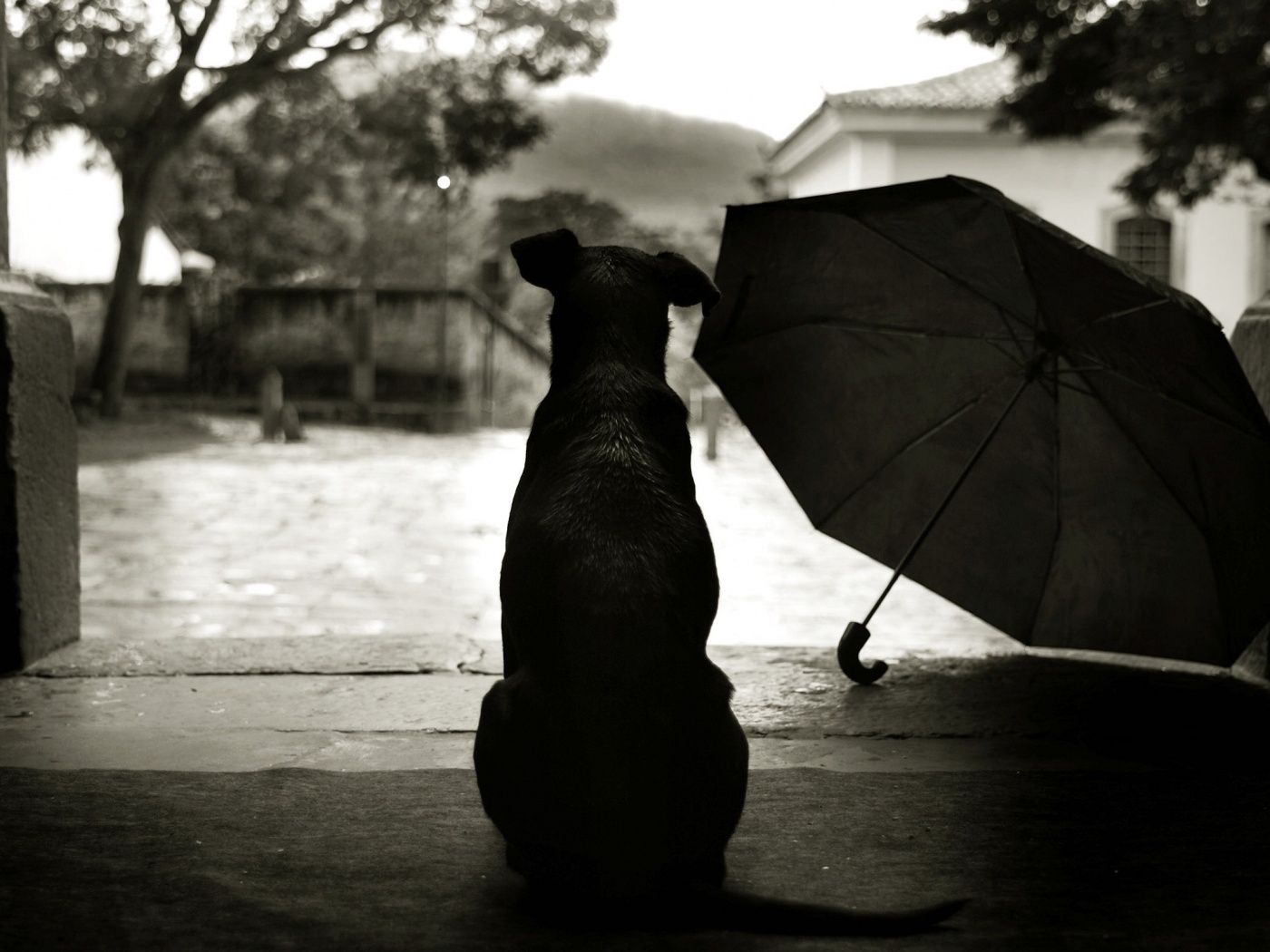 Собака и зонтик обои