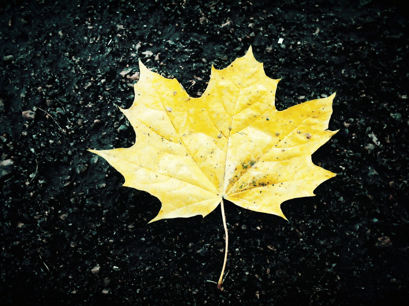 Желтый лист обои