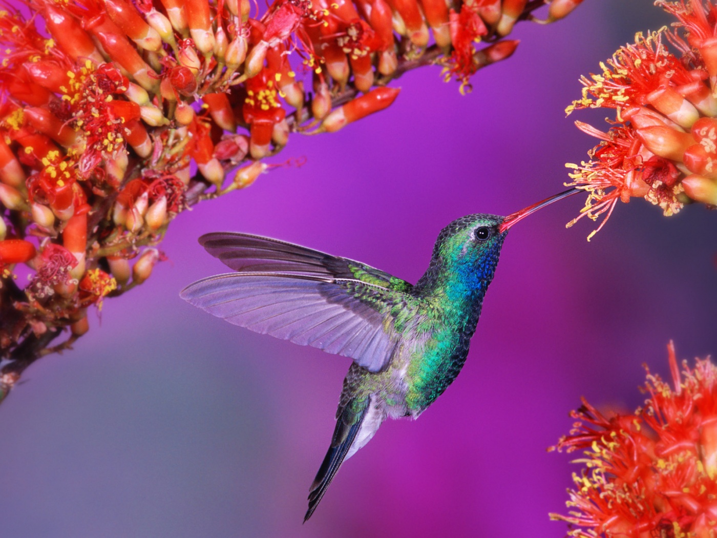 Колибри обои