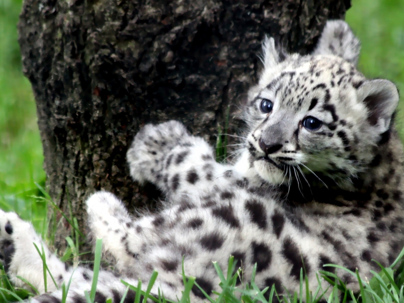 Котенок большой дикой кошки обои