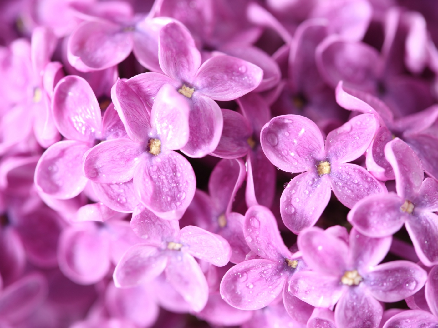 Цветы сирени обои