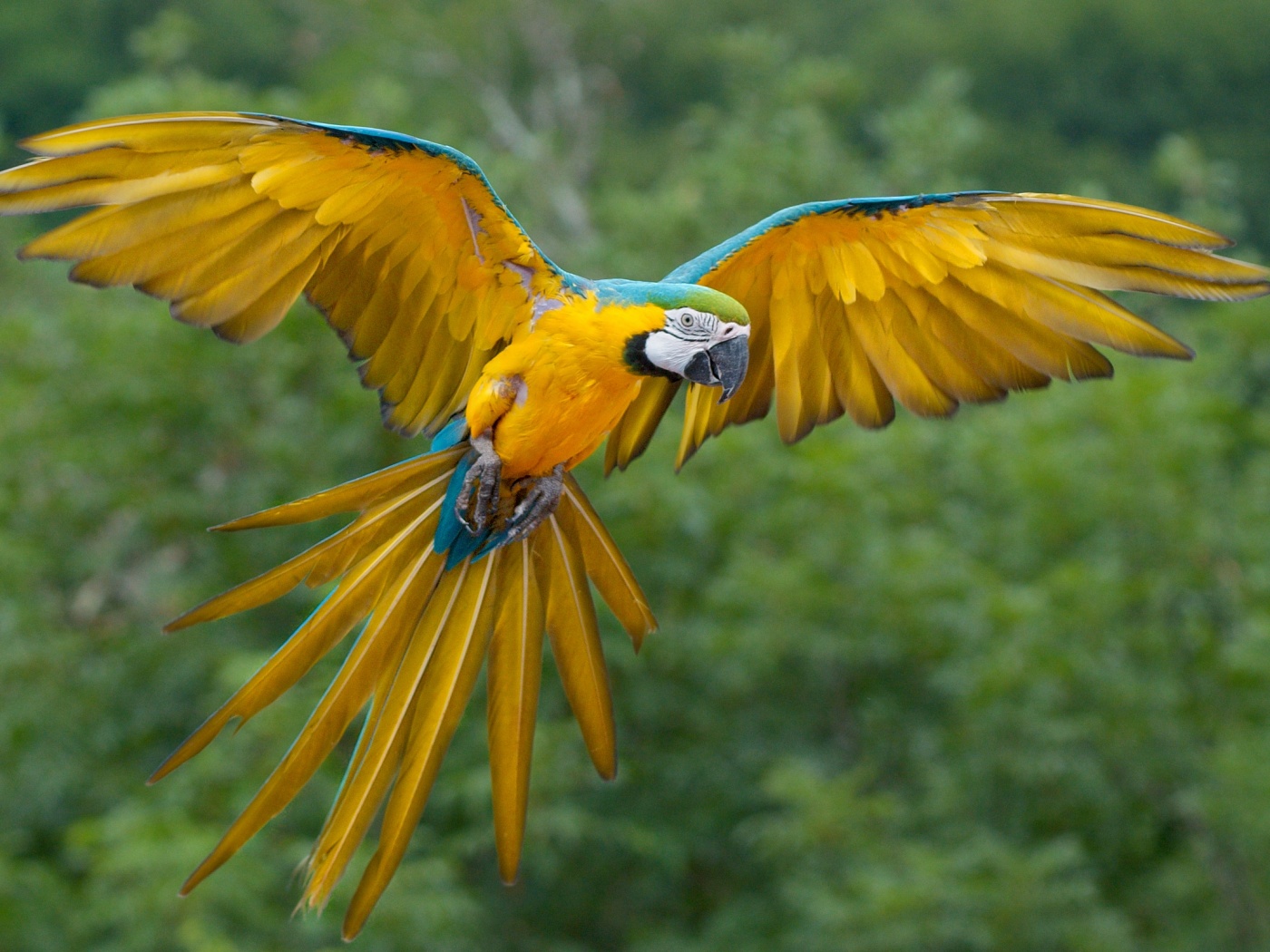 Летящий попугай обои
