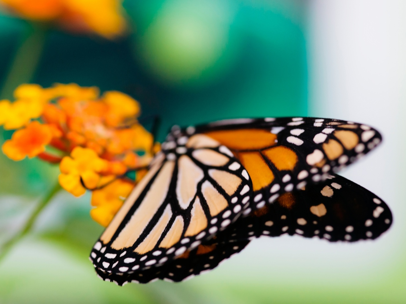Бабочка на цветке в макро обои