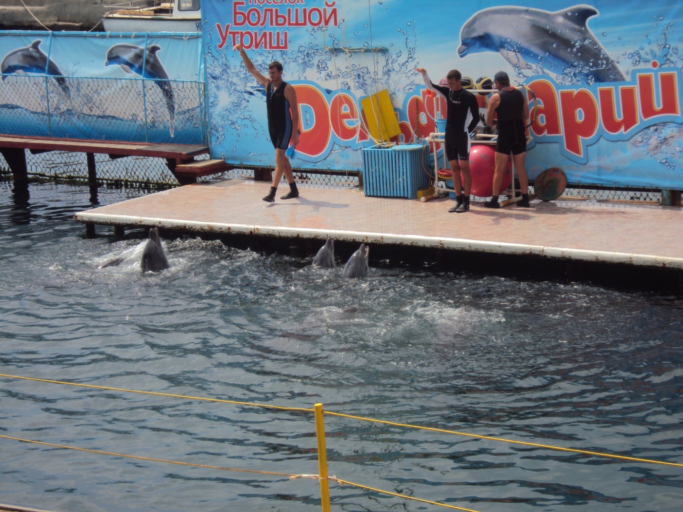 Утро в дельфинарии обои