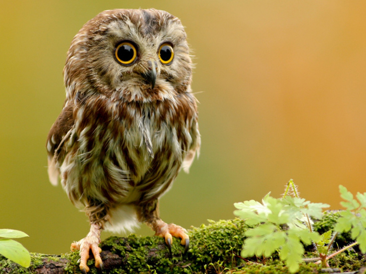Забавный совёнок обои
