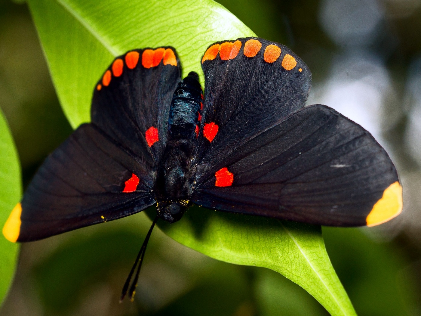 Бабочка на листе обои