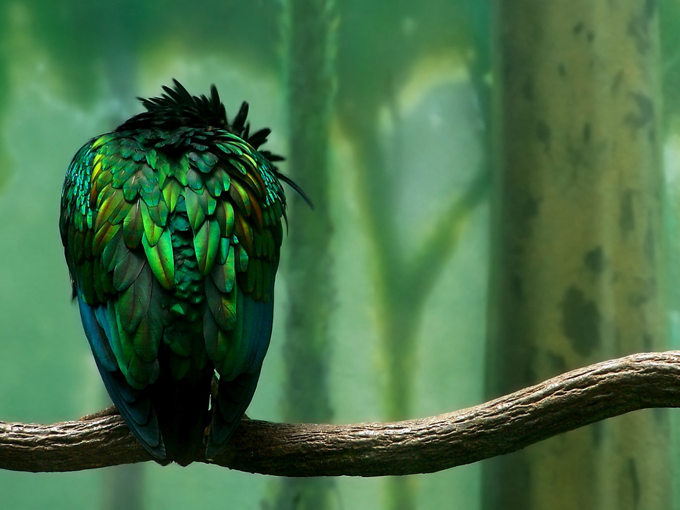 Птица спит на ветке обои