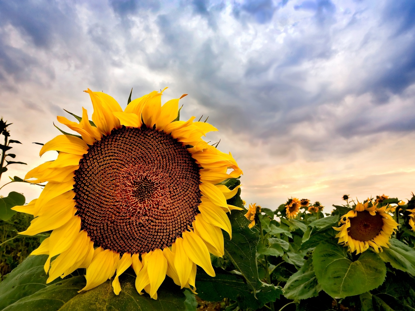 Подсолнухи обои