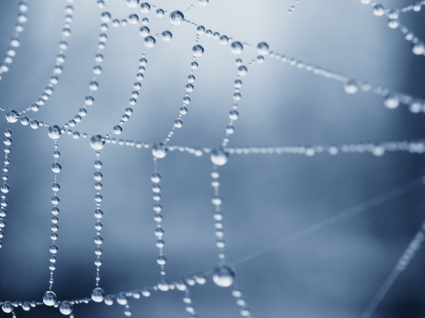 Капли росы на паутине обои