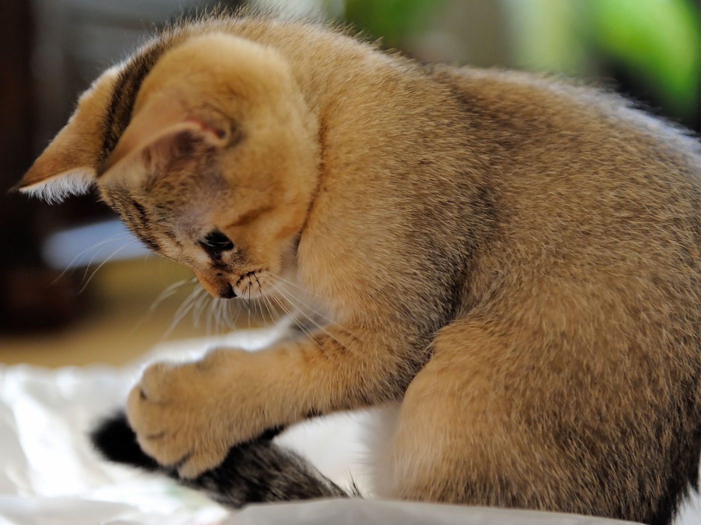 Маленький игруля обои