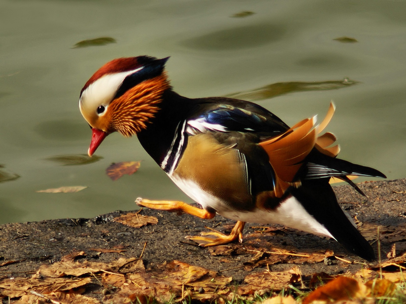 Уточка - мандаринка обои