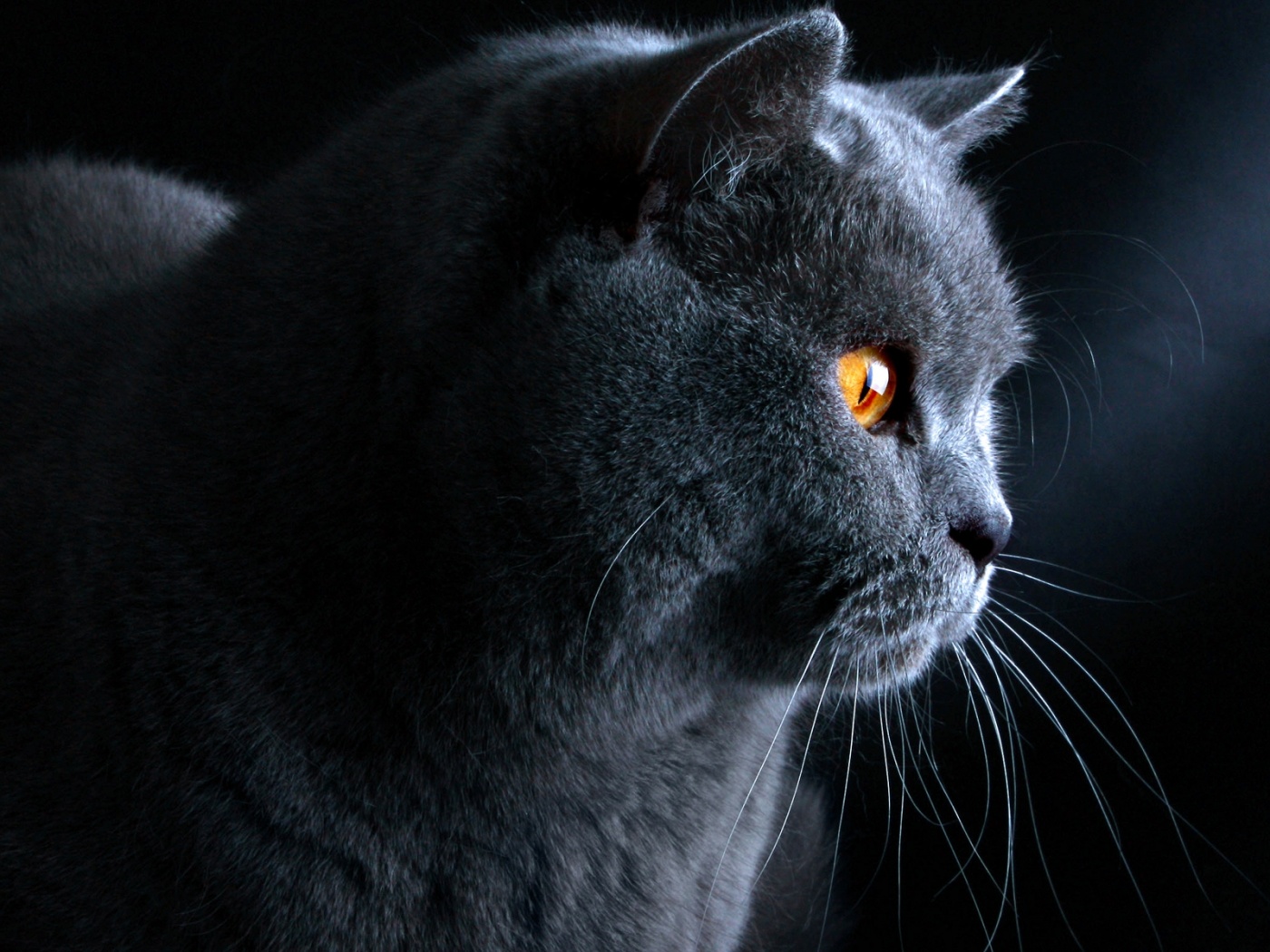 Плюшик  обои