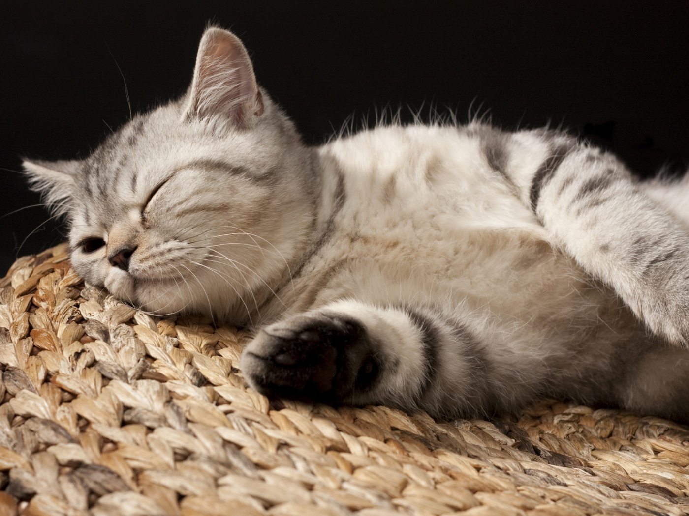Пушистый кот спит на корзине обои