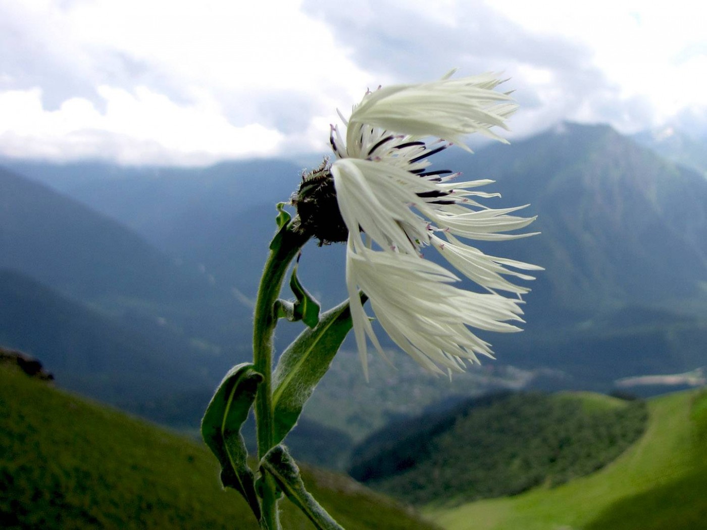 Горный цветок обои