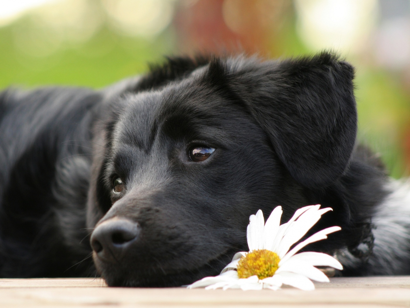 Собака с ромашкой обои