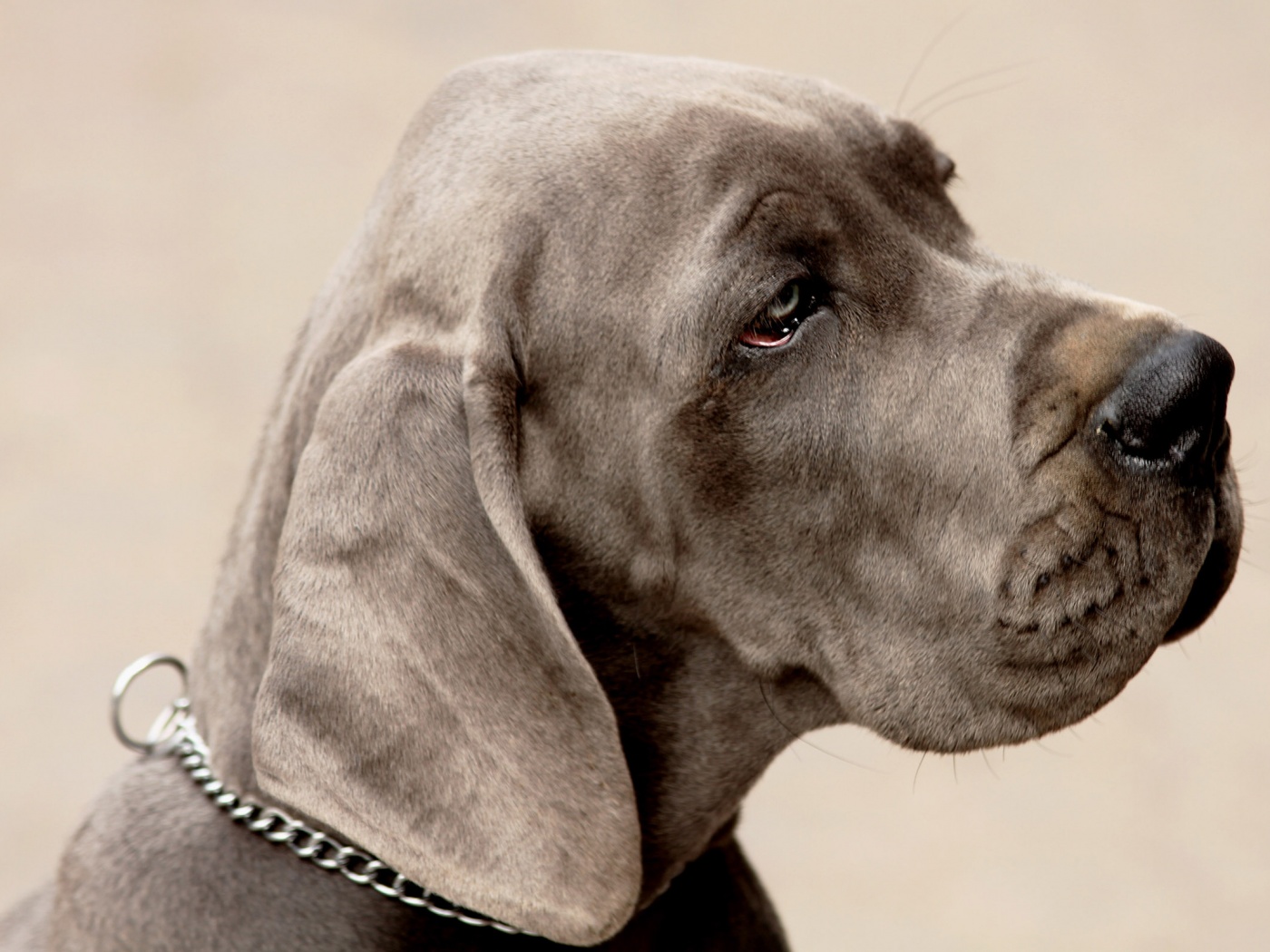 Грустная собака обои