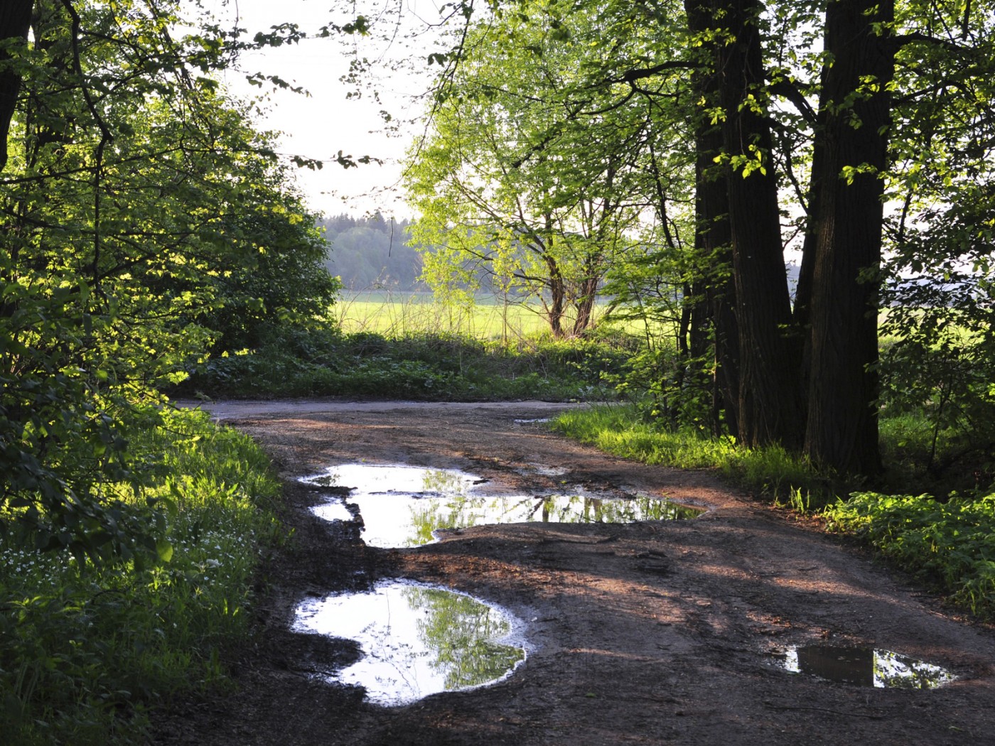 Лесная дорога обои