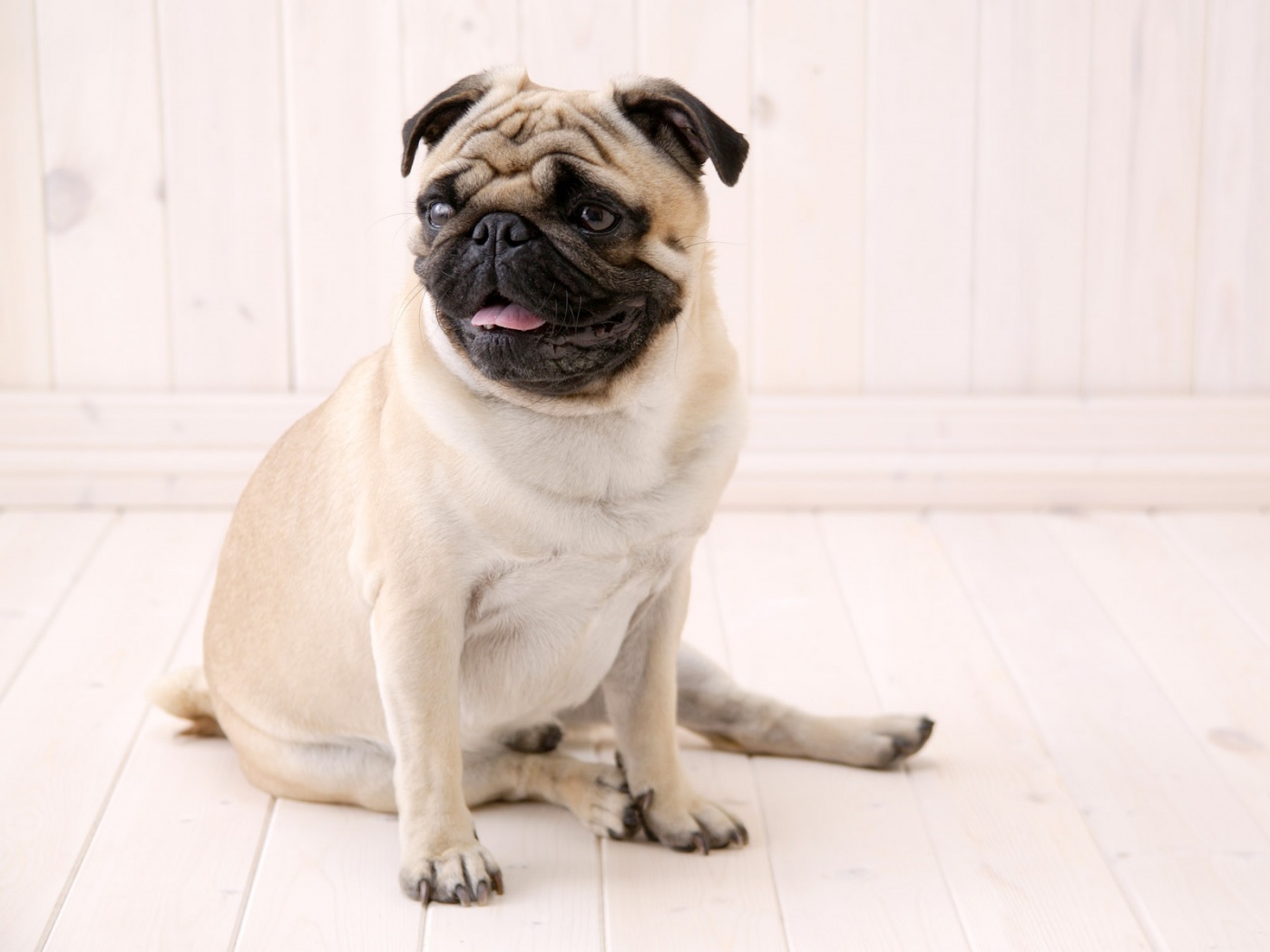 Симпатичный мопс на полу обои