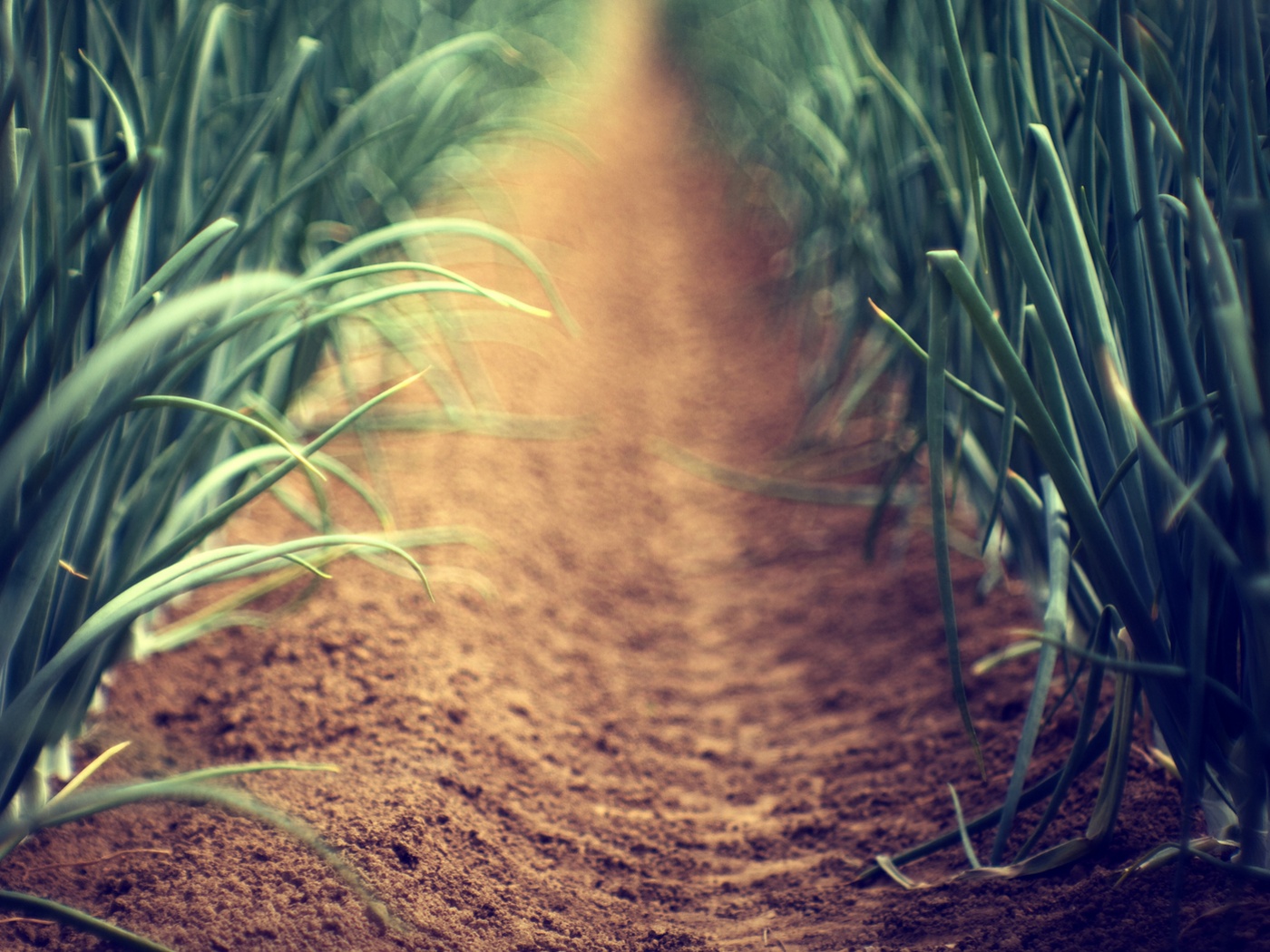 Тропинка в траве обои