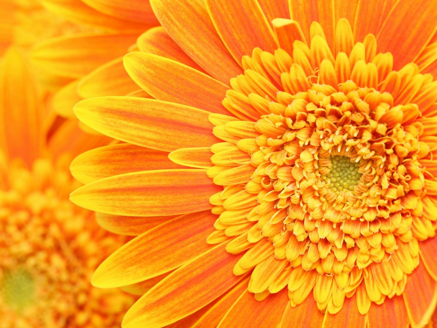 Большой оранжевый гербер обои