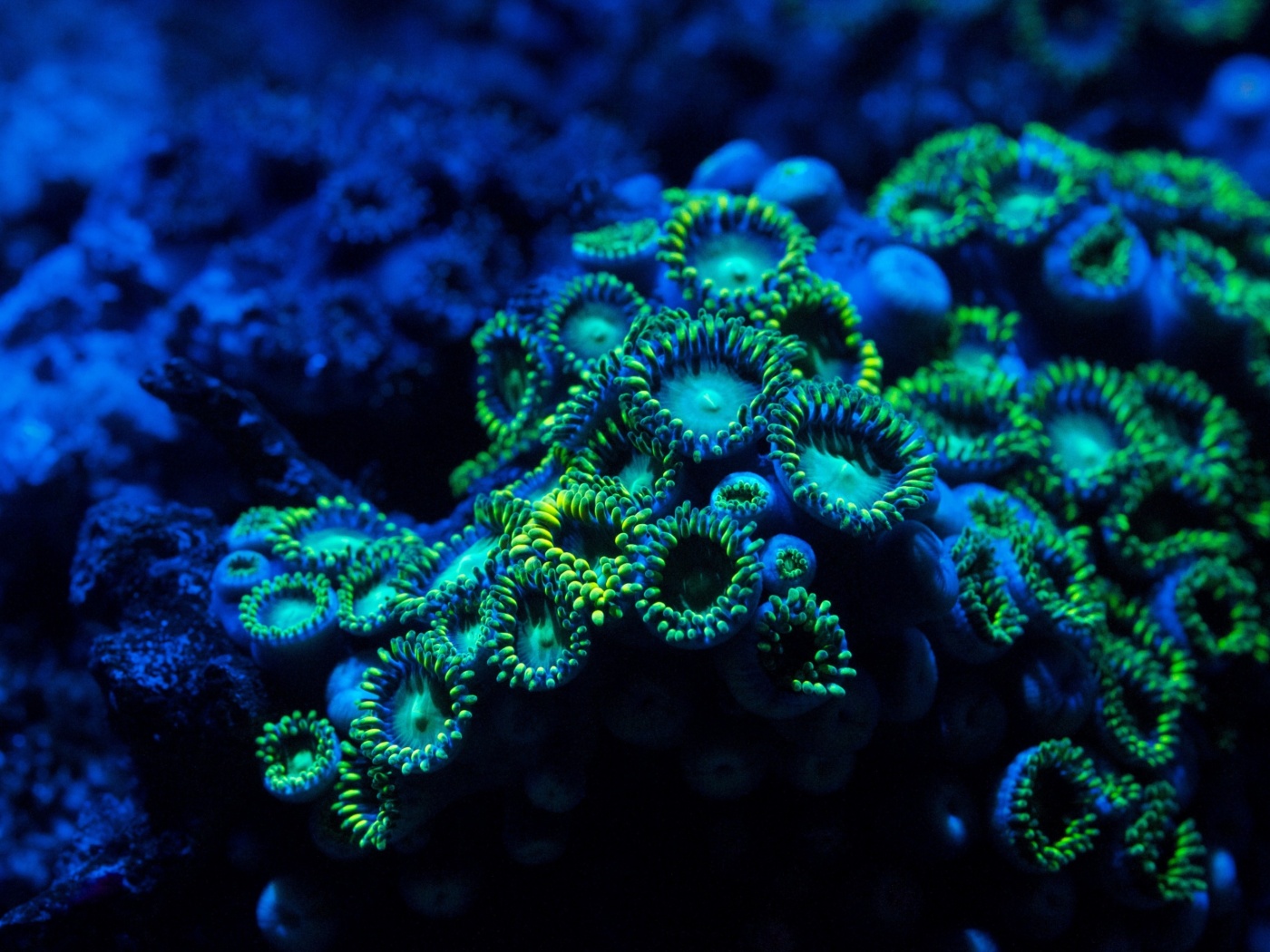 Морское дно обои