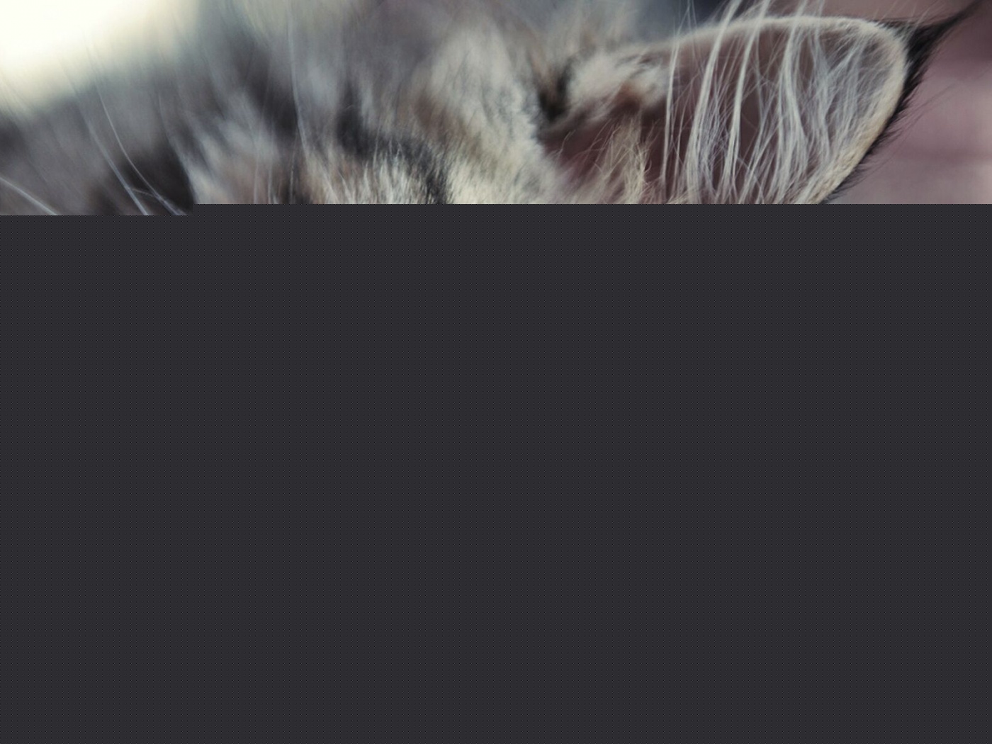 Зеленоглазый кот обои