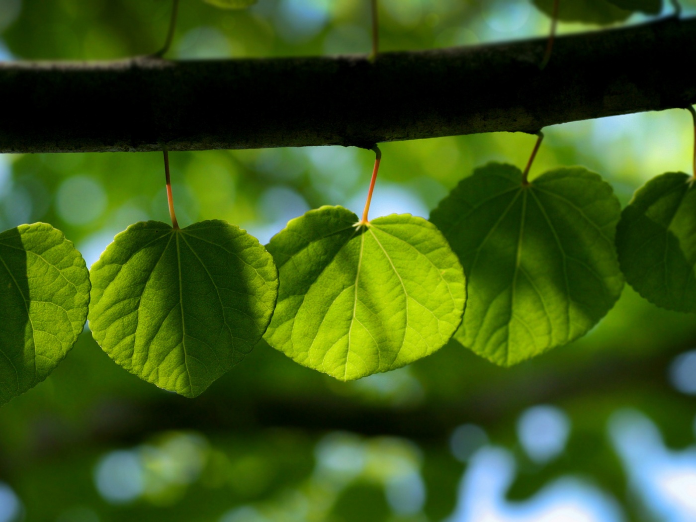 Ветка с зелеными листочками обои