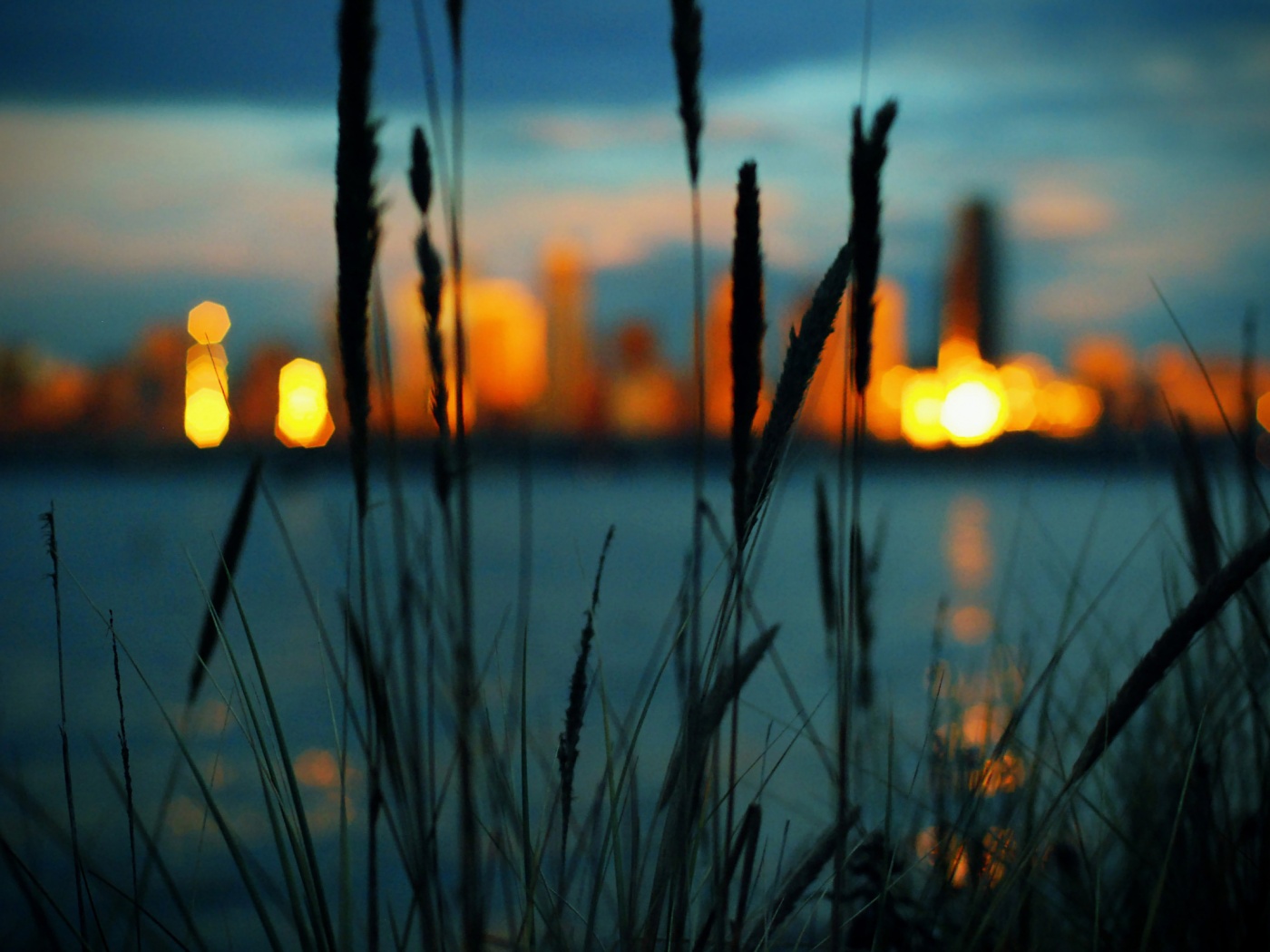 Камыш на фоне вечерних огней обои