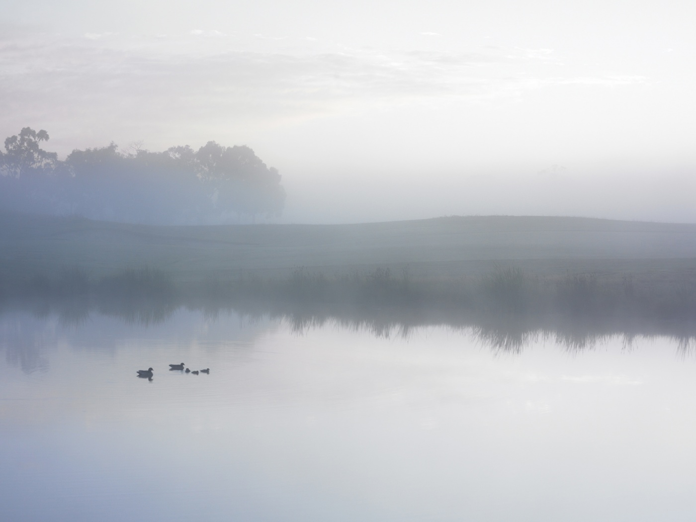 Ducks on a Misty Pond обои