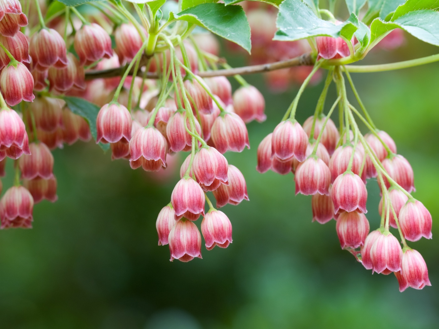 Красные колокольчики обои