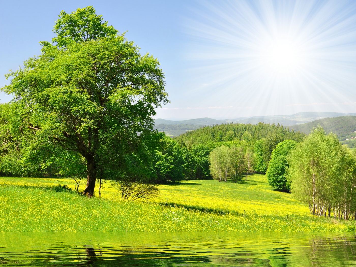 Дерево у воды обои