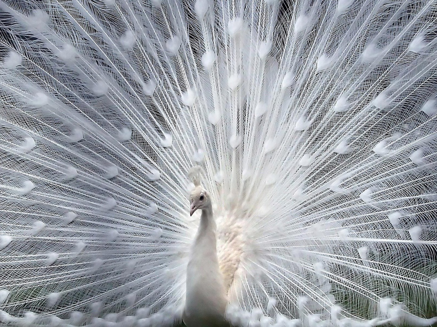 Белый павлин обои