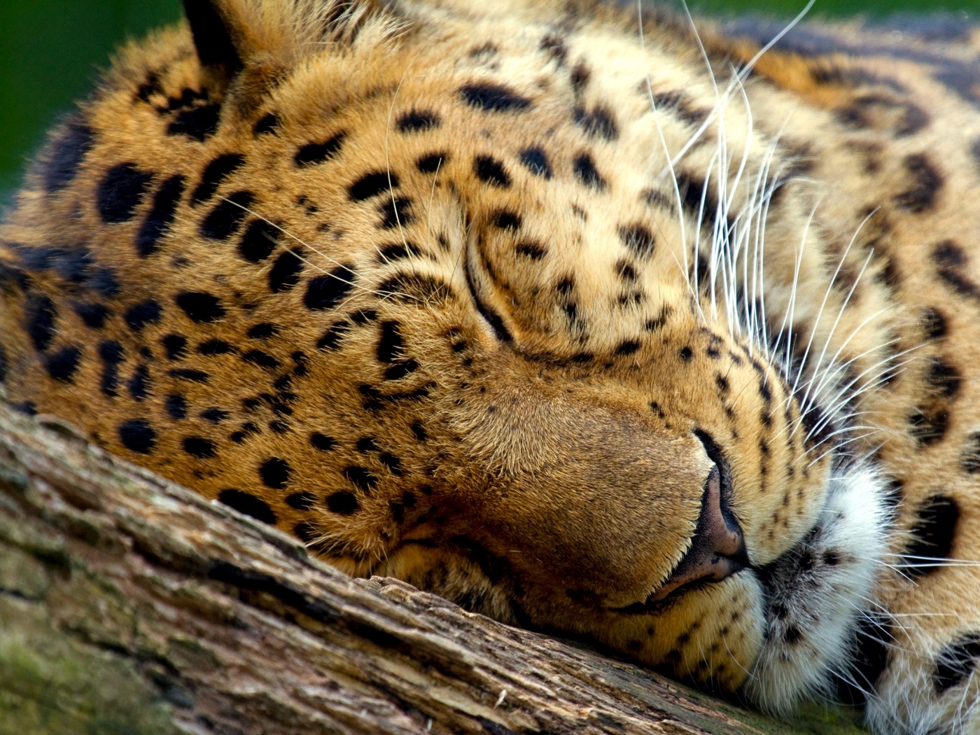 Спящий хищник обои